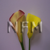 mini calla lily fall flowers 